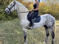 حصان, Andalusian horse — الصورة 4