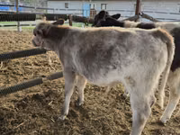 牛只（批次，未指定性别）, Belgian Blue — 照片 7