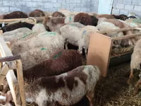 Sheep, Beulah Speckled face sheep — photo 3