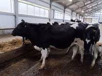 Vache, Race Holstein — photo 2