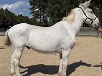 Cheval, Mule — photo 1
