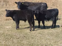 公牛, Swiss cattle — 照片 2