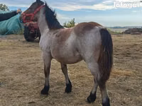 Yegua, Caballos — foto 1