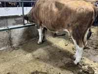 Kuh, Simmental cattle — Foto 3
