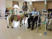 فرس, Miniature horse — الصورة 2