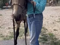 雄馬, Missouri foxtrotter — 写真 7