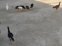 मेलीन — फ़ोटो 3