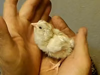 Chickens — foto 7