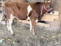 Banteng, Cattle — foto 3