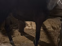 Jument, Chevaux — photo 3