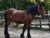 Caballo, Caballos — foto 3