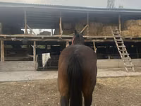 Yegua, Percheron — foto 1