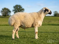 Carnero, Beltex sheep — foto 1