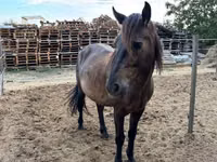 Cheval, Hucul pony — photo 3