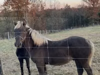 Kuda jantan, Rocky Mountain Horse — foto 6