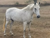 Stute, Shagya — Foto 1