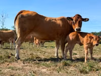 Sapi, Partenaise cattle — foto 2