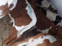 Bull, Simmental cattle — photo 3