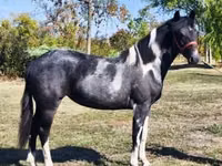 Kuda betina, Horses — foto 2