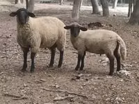 Domba jantan, White Suffolk sheep — foto 1