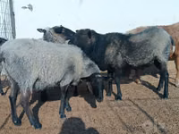 Domba betina, Romanov sheep — foto 5