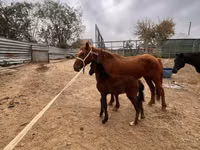 فرس, Kazakh horse — الصورة 2