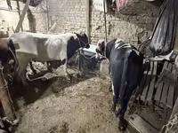 Toro, Ganado vacuno — foto 1