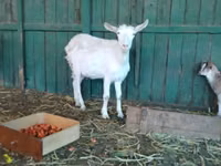 Cabra, Saanen goat — foto 6