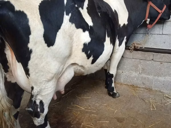 Vaca, Raza Holstein
