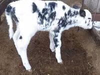 Vaca, Raza Holstein — foto 3