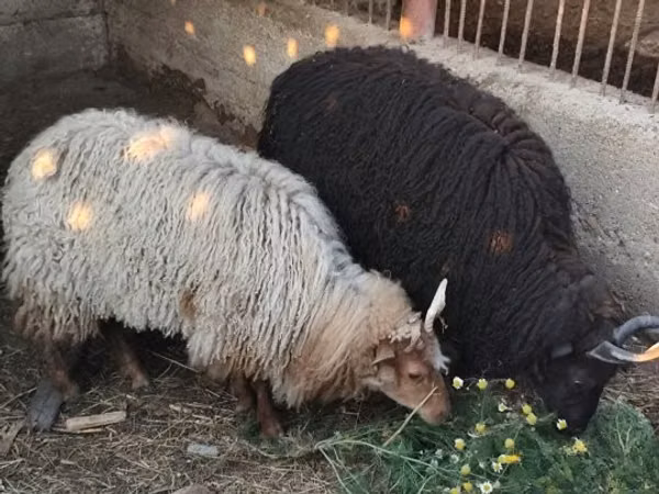 نعجة, Racka sheep