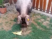 Babi jantan — foto 4