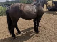 Jument, Međimurje horse — photo 4