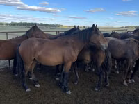 Kuda betina, Kazakh horse — foto 2