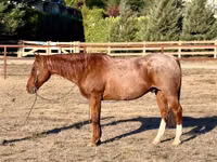 حصان, Quarter Horse — الصورة 1
