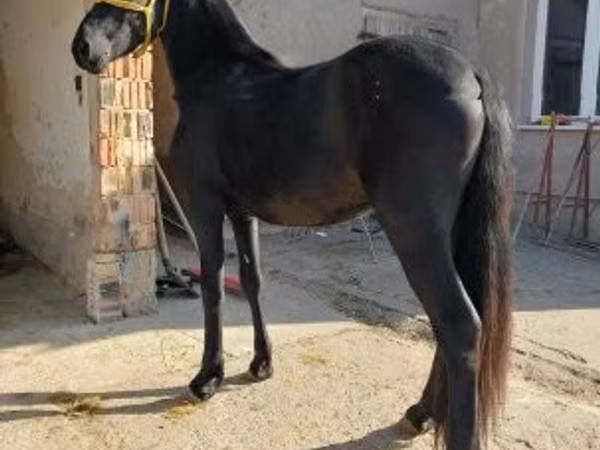 雄馬, Friesian