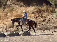 فرس, National Show Horse — الصورة 8