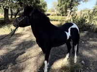 Chevaux (lot, sexe non indiqué), American shetland pony — photo 1