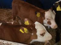 Rinder (Partie, Geschlecht nicht angegeben), Simmental cattle — Foto 3