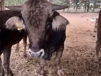 公牛, Brown Carpathian breed — 照片 2