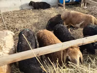 Sheep, Sheep — photo 1