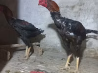 ऑस्ट्रेलियन पिट गेम फाउल — फ़ोटो 5