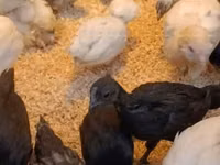 Ayam Cemani — photo 2