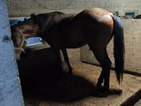 Kuda jantan, Arabian horse — foto 1