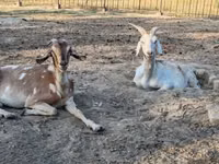 雌ヤギ, Nubian Goat — 写真 5