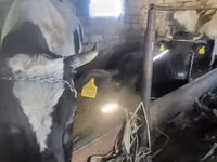 ثور, Russian Black pied cattle — الصورة 1