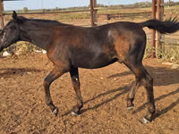 Caballos (lote, sexo no especificado), Karachay horse — foto 2