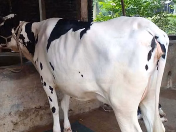 गाय, बिफालो