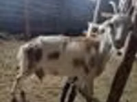 बकरा, Nubian Goat — फ़ोटो 6