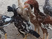 Chickens — foto 8